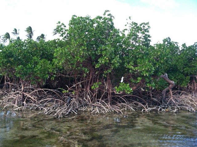 Mangrove trees on the beach in Nabila Village